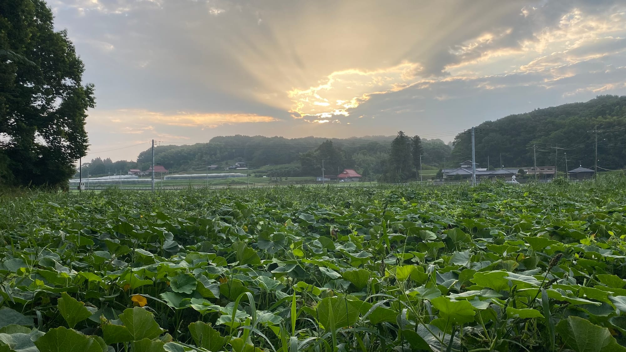 夕暮れの谷津田。手前にカボチャ畑が広がる