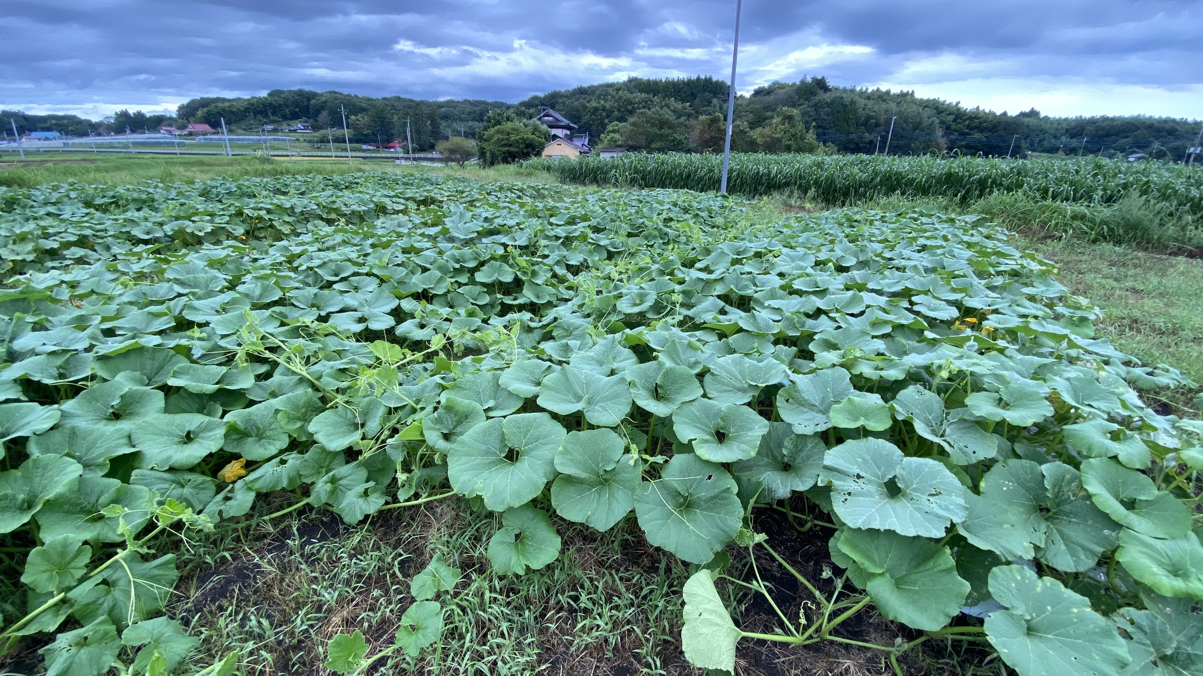 生産物｜みなみちゃん南瓜・カボチャ・サトイモ｜やつだファーム