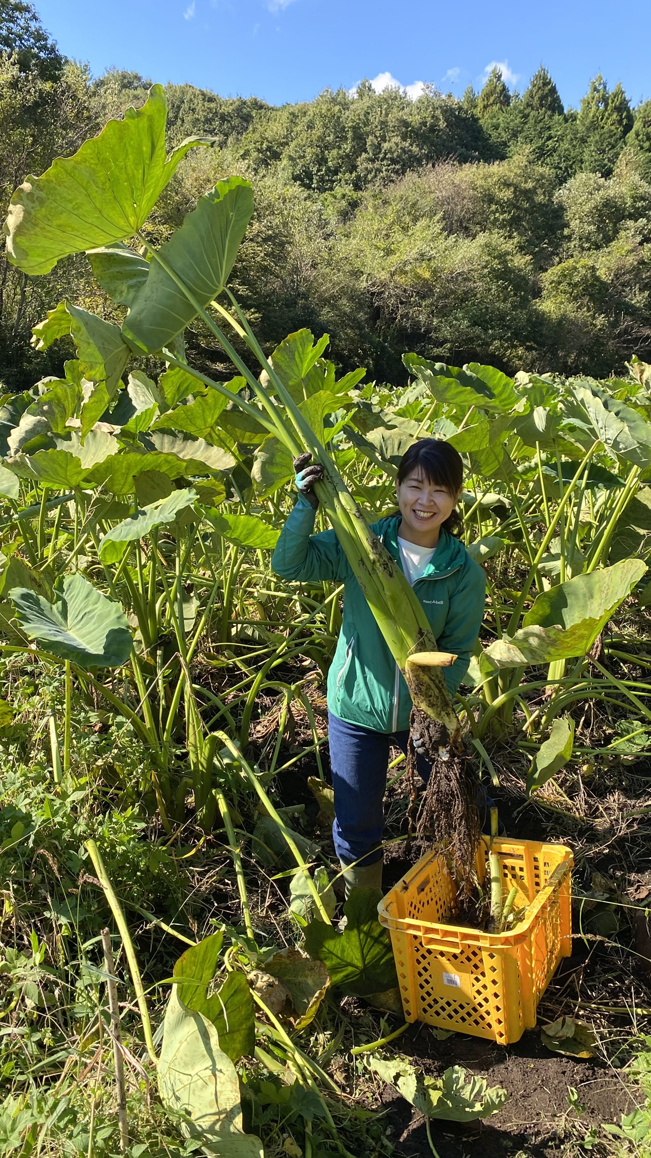 里芋 掘り取り